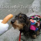 Jamie of the Black Forest