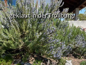 der große Rosmarin, 2,5 m hoch und 3 m breit