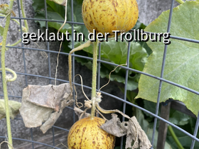 Die letzten beiden Zitronengurken halten sich tapfer