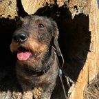 Noltes neue Hundehuette.