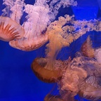 Nettle Jellyfish (North Carolina Aquarium)