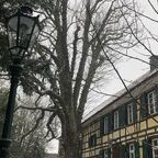 200 Jahre alte Kastanie muss gefällt werden