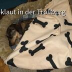 Jamie of the Black Forest