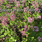 Blüten