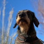 Klein Adlerauge hat wieder mal was "im Blick"