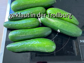Gestern wieder einen Schwung Gurken geerntet