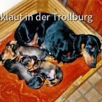 Jamie of the Black Forest