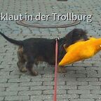 Jamie of the Black Forest