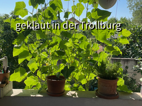 Der Gurkenvorhang