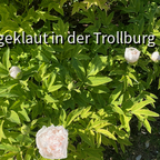 Blüten