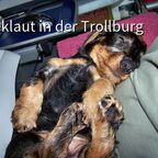 Jamie of the Black Forest