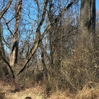 Der Dschungel Virginias