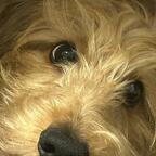 Räuber Rinaldini vom Teckeltraum