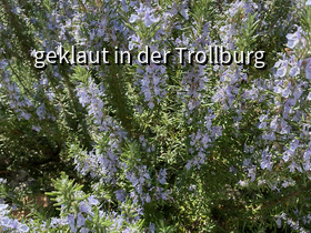 Bienenfutter Rosmarin