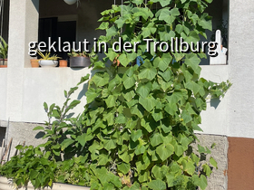 Der Gurkenvorhang