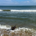 Happy Nolte! Wer schwimmt denn sonst im Atlantik im November?