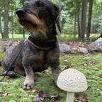 Vielleicht wird's ja doch noch ein Trueffelhund.............