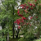 Die Crape Myrtle ist am bluehen.