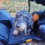 Jamie of the Black Forest