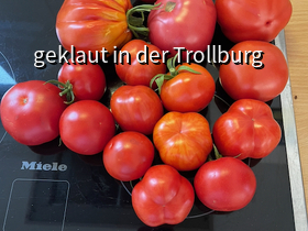 Tomatenernte von heute Nachmittag