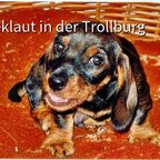 Jamie of the Black Forest