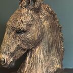 Portrait eines jungen Eselchens